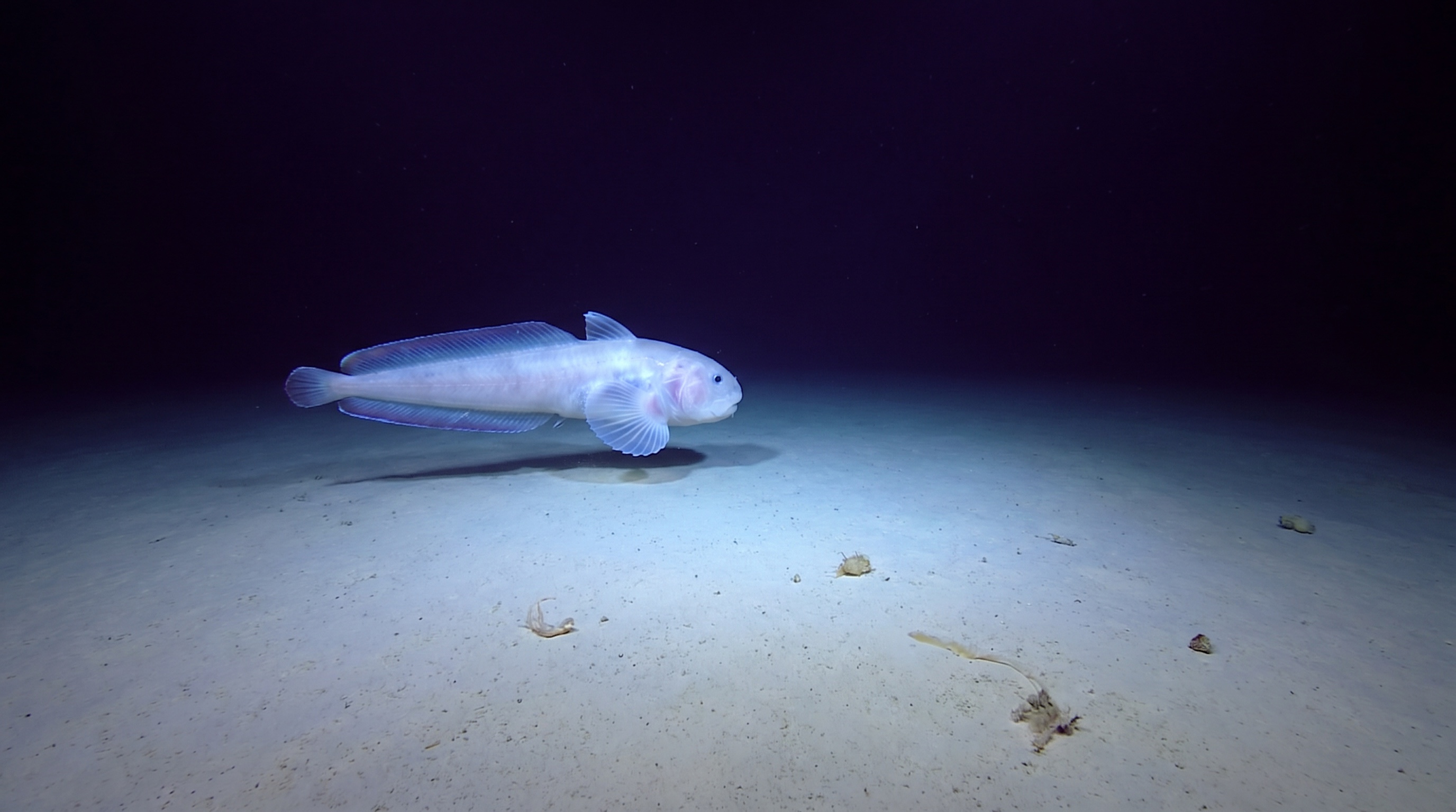 Ein blasser Schneckenfisch schwebt über dem Sediment des Tiefseegrabens
